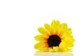 Sunflower close up isolated on white background Royalty Free Stock Photo