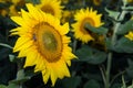 Sunflower close up in the left part of the photo, bee on sunflower close up Royalty Free Stock Photo