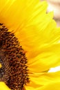 Sunflower close up on a light background