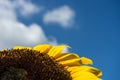 Sunflower close up macro with blue sky background Royalty Free Stock Photo