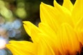 Sunflower close up on a natural green background