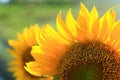 Sunflower close up. Sunflower petals pattern background. Frame composition of sunflower in crop backgrounds. Nature daisy yellow