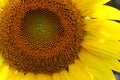 Sunflower Close Up Royalty Free Stock Photo
