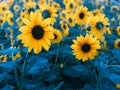Sunflower Close-up photo
