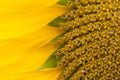 Sunflower close up Royalty Free Stock Photo