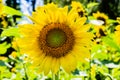 Sunflower close up of ray and disc florets and seeds