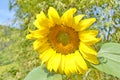 Sunflower Royalty Free Stock Photo