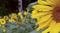 Sunflower Royalty Free Stock Photo