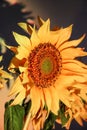 Sunflower close-up at sunset. Rainbow lighting, evening, macro photography. Summer warm photo, wallpaper Royalty Free Stock Photo