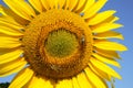 Sunflower close up Royalty Free Stock Photo