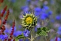 Sunflower with closed petals and blue background Royalty Free Stock Photo