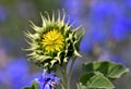 Sunflower with closed yellow petals