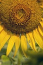 Closeup of a Sunflower with a worm in it. Royalty Free Stock Photo