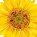 Sunflower Closeup