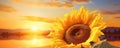 Sunflower Closeup Against Captivating Sunset Backdrop