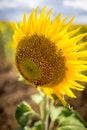 Sunflower Closeup Royalty Free Stock Photo