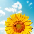 Sunflower closeup with bee on field Royalty Free Stock Photo