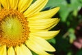 Sunflower in closeup