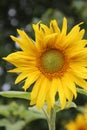 Sunflower closeup. Blooming time in summer season. Selective focus Royalty Free Stock Photo
