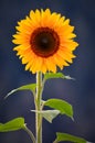 Sunflower closeup on blue sky