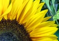 Sunflower Closeup: Details of Petals, Corolla and green Leaves in Background Royalty Free Stock Photo