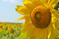 Sunflower closeup on a field