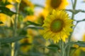 Sunflower closeup Royalty Free Stock Photo