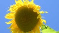 Sunflower, closeup of the flower on a blus sky