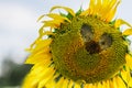 Sunflower Closeup. Heart In A Flower. Sunflower Flower In The Shape Of Heart. Field With Sunflowers. Advertising Banner.