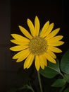 SunFlower Closeup looking Gorgeous Royalty Free Stock Photo