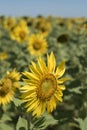 Sunflower closeup on natural green landscape