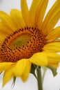 Sunflower closeup, side view. Blooming time in summer season. Selective focus Royalty Free Stock Photo