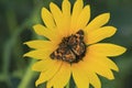 Sunflower closeup in the summer with a Butterfly that`s bright and colorful in Kansas. Royalty Free Stock Photo