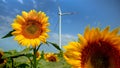 Sunflower closeup with wind power turbines and electric windmills whirling in the background on a sunny, windy day Royalty Free Stock Photo