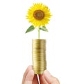 Sunflower and coins Royalty Free Stock Photo