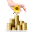 Sunflower and coins Royalty Free Stock Photo