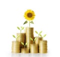 Sunflower and coins Royalty Free Stock Photo