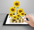 Sunflower and coins Money growth concept Royalty Free Stock Photo