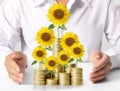 Sunflower and coins Money growth concept Royalty Free Stock Photo