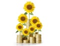 Sunflower and coins Money growth concept Royalty Free Stock Photo