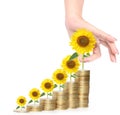 Sunflower and coins Money growth concept Royalty Free Stock Photo