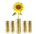 Sunflower and coins money growth Royalty Free Stock Photo