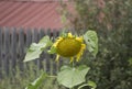 The sunflower cold autumn part of the corners. Royalty Free Stock Photo