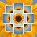 Sunflower Collage