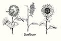 Sunflower collection, flower back, side and front view, outline simple doodle drawing with inscription