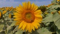 Sunflower, collor, honey,