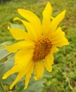 Sunflower Royalty Free Stock Photo