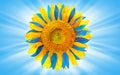Sunflower colored as Ukrainian flag