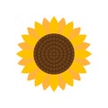 Sunflower, colored icon. Vector illustration. Simple flat style. Isolated element on white background. Great for the Royalty Free Stock Photo