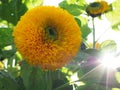 Sunflower and colorful background texture Royalty Free Stock Photo